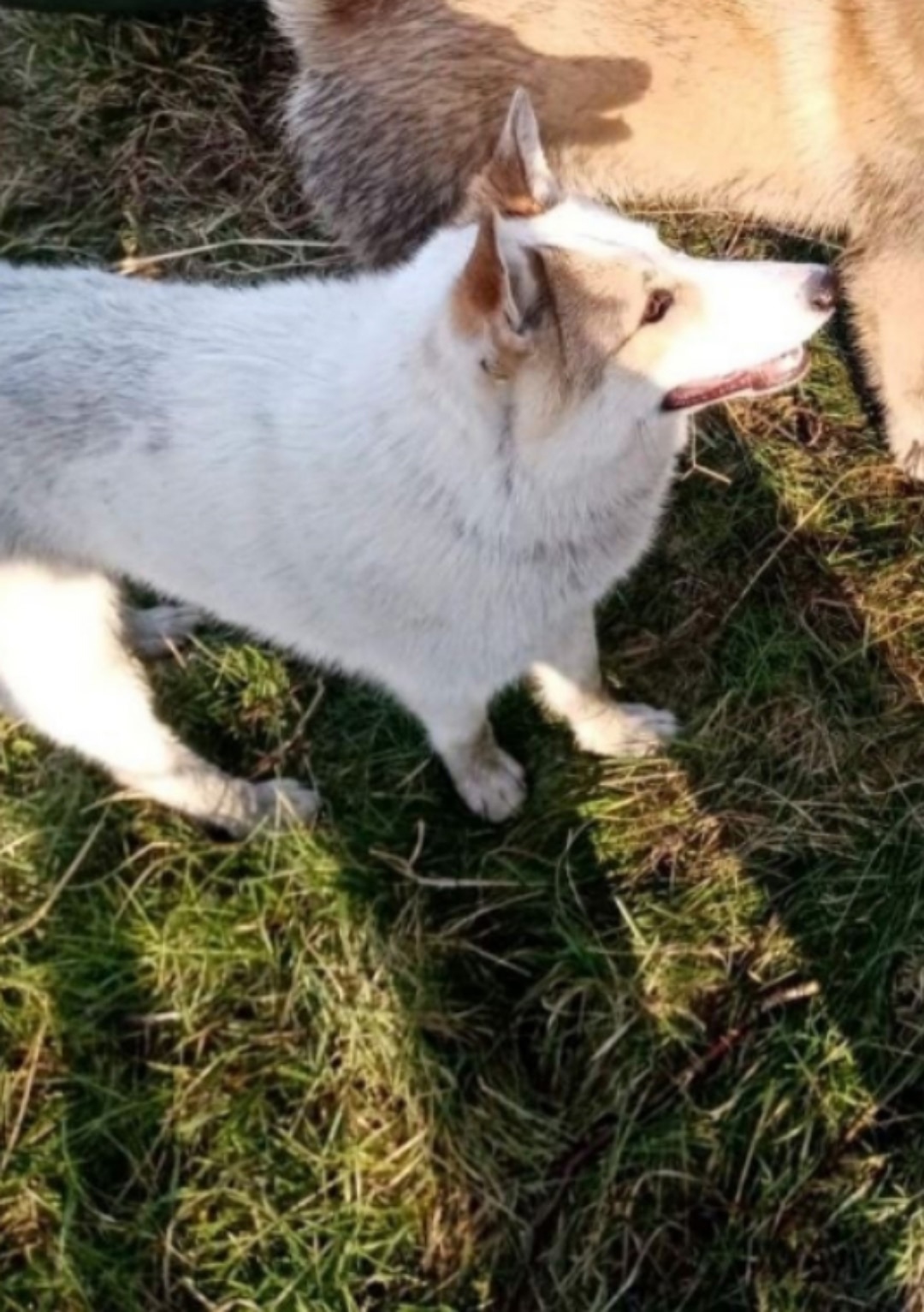 Найдена собака в Тюмени — фото объявления