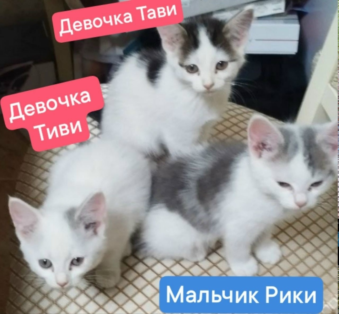 Найдена собака в Тюмени — фото объявления