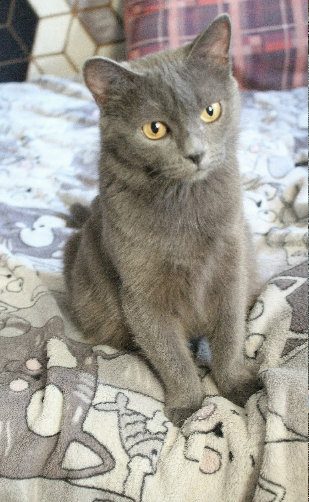 Найдена собака в Тюмени — фото объявления