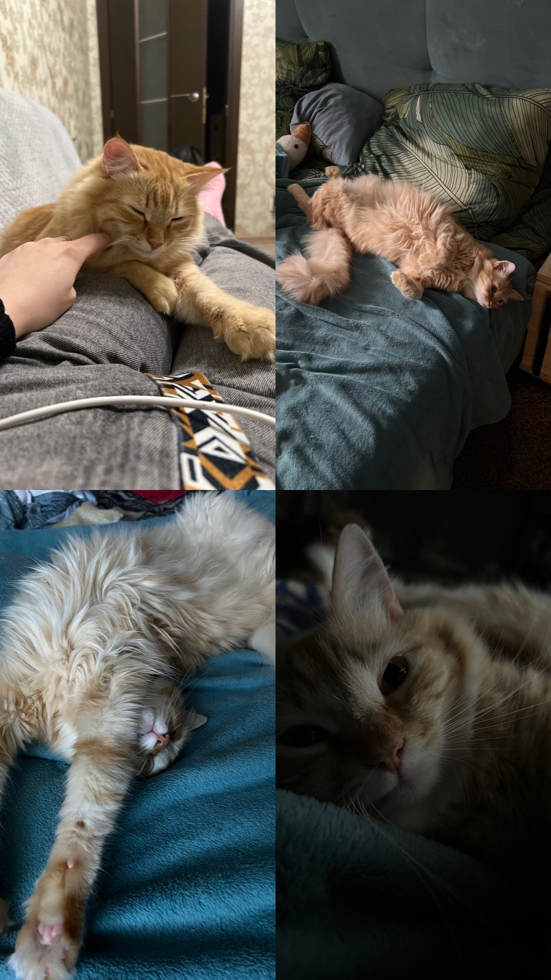 Найдена собака в Тюмени — фото объявления