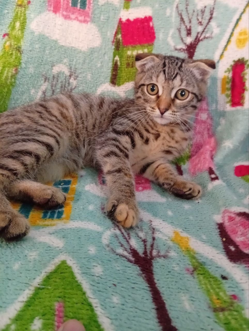 Найдена собака в Тюмени — фото объявления