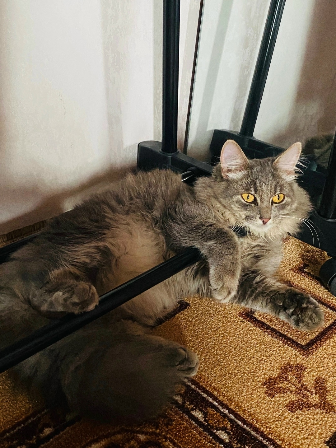 Найдена собака в Тюмени — фото объявления