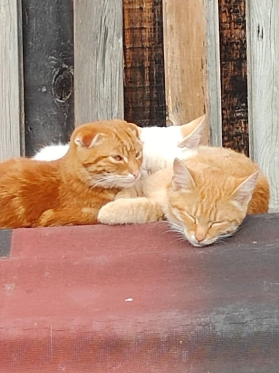 Найдена собака в Тюмени — фото объявления