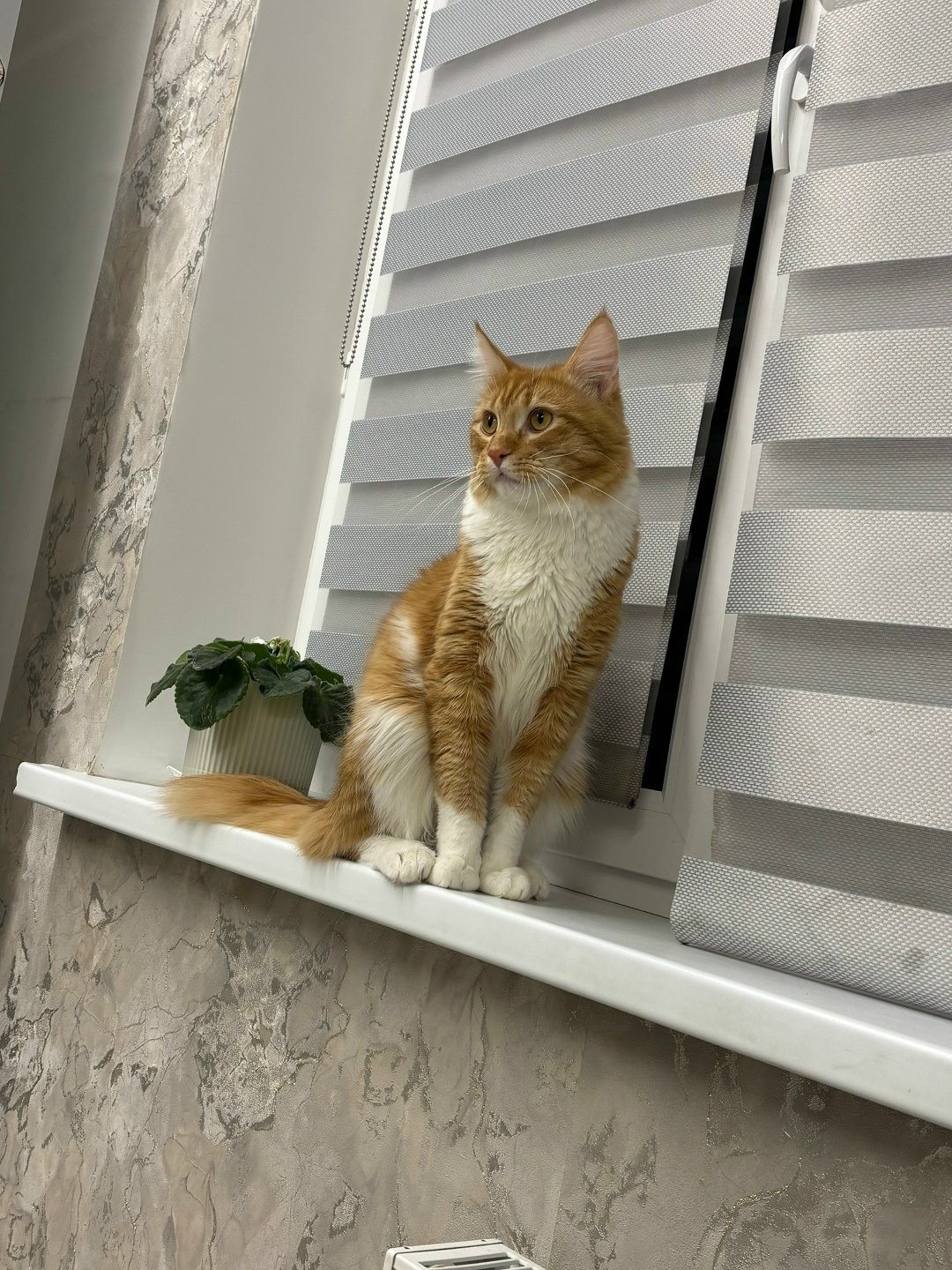 Найдена собака в Тюмени — фото объявления