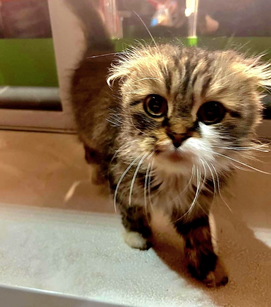 Найдена собака в Тюмени — фото объявления