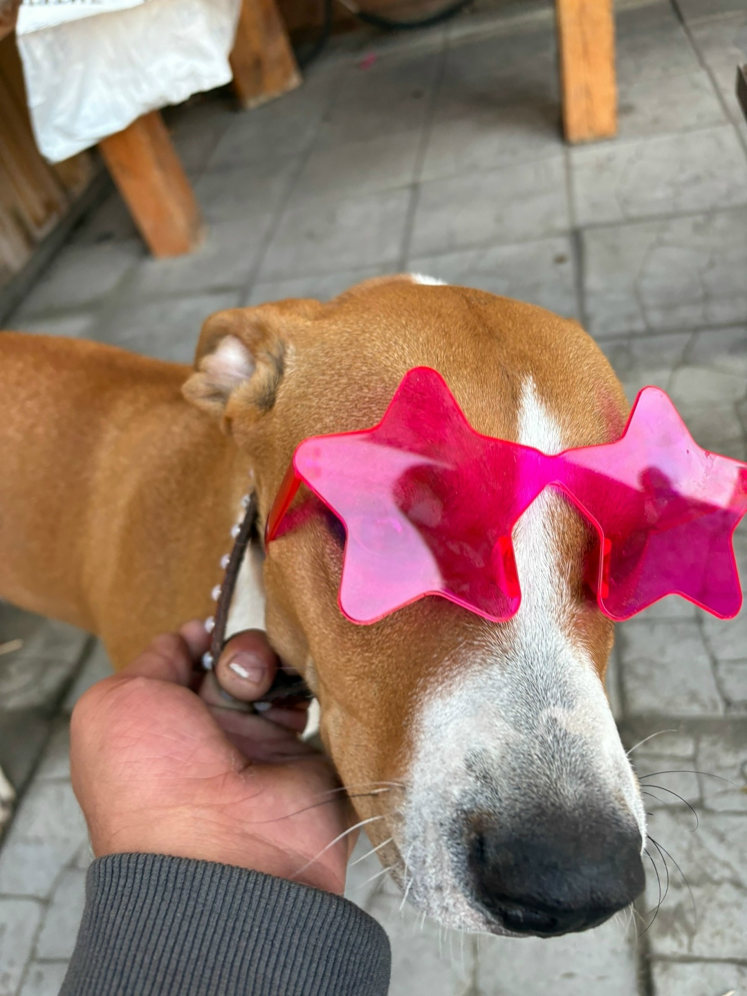 Найдена собака в Тюмени — фото объявления