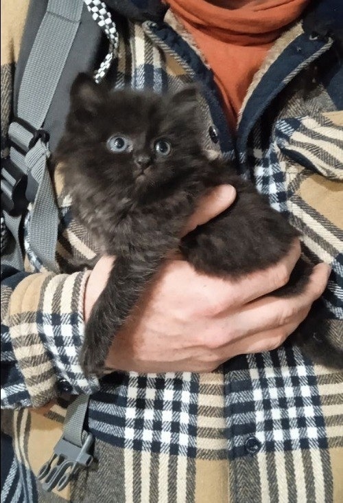 Найдена собака в Тюмени — фото объявления