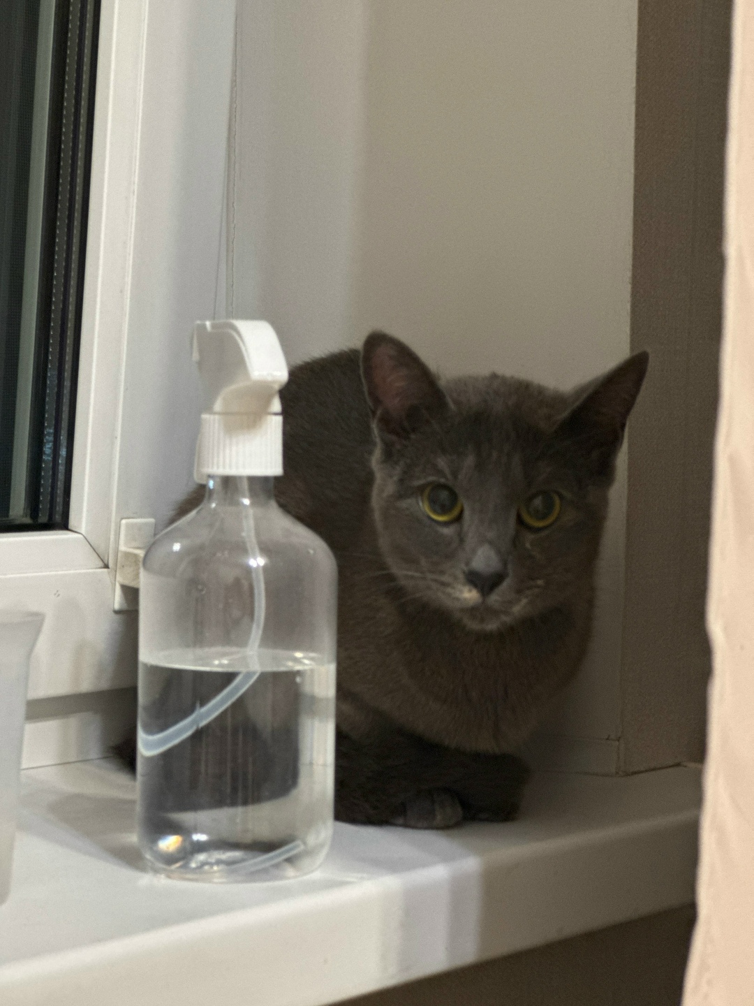 Найдена собака в Тюмени — фото объявления