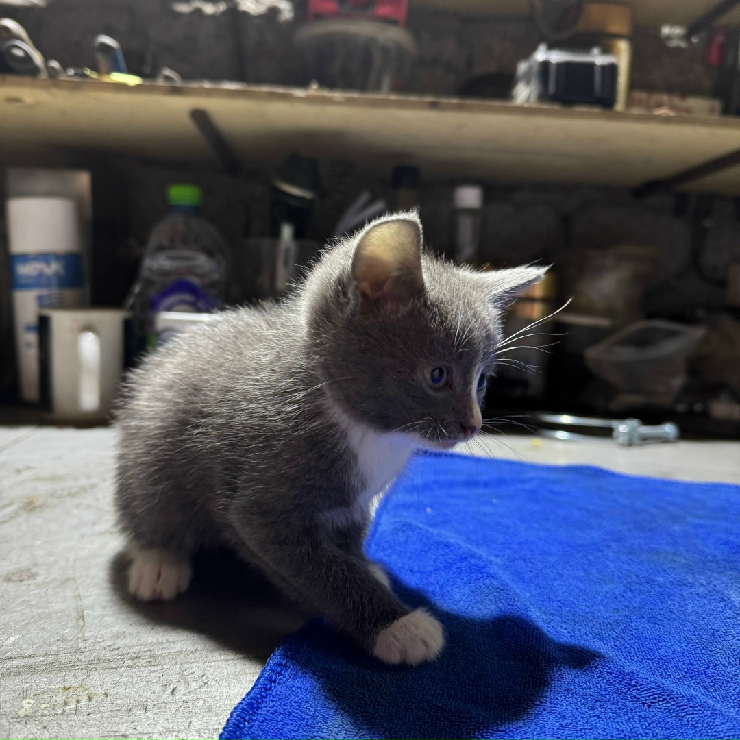 Найдена собака в Тюмени — фото объявления