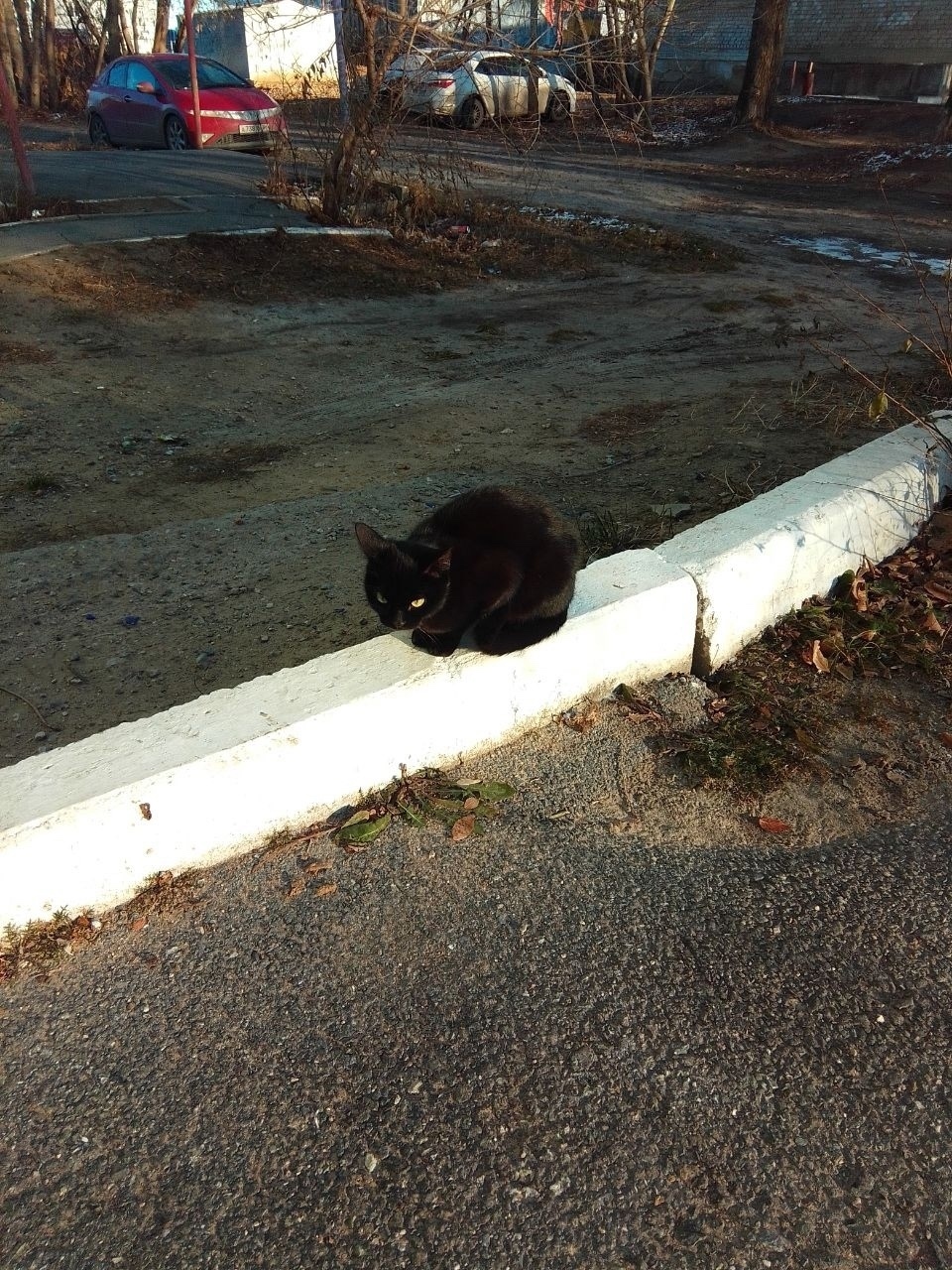 Найдена собака в Тюмени — фото объявления