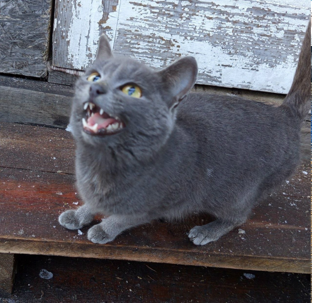 Найдена собака в Тюмени — фото объявления