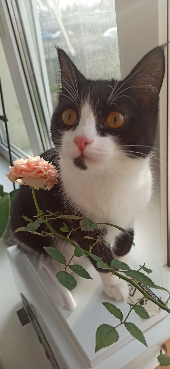 Найдена собака в Тюмени — фото объявления