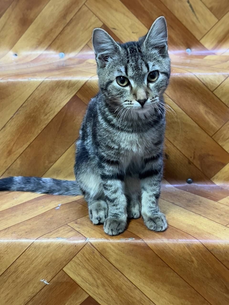 Найдена собака в Тюмени — фото объявления