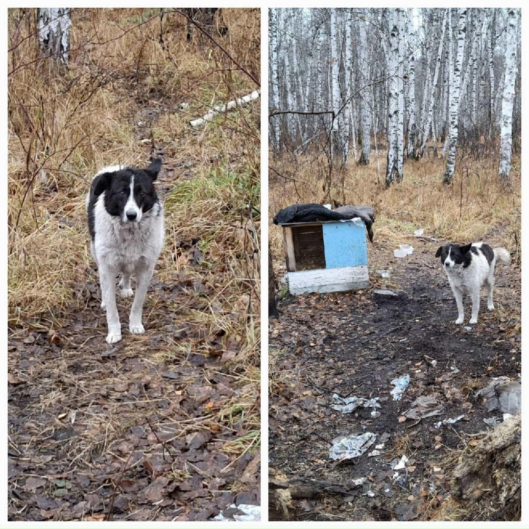 Найдена собака в Тюмени — фото объявления