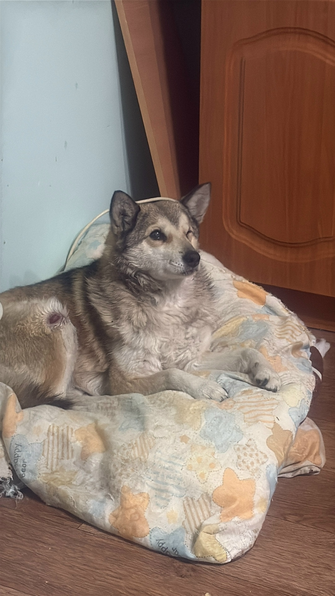 Найдена собака в Тюмени — фото объявления