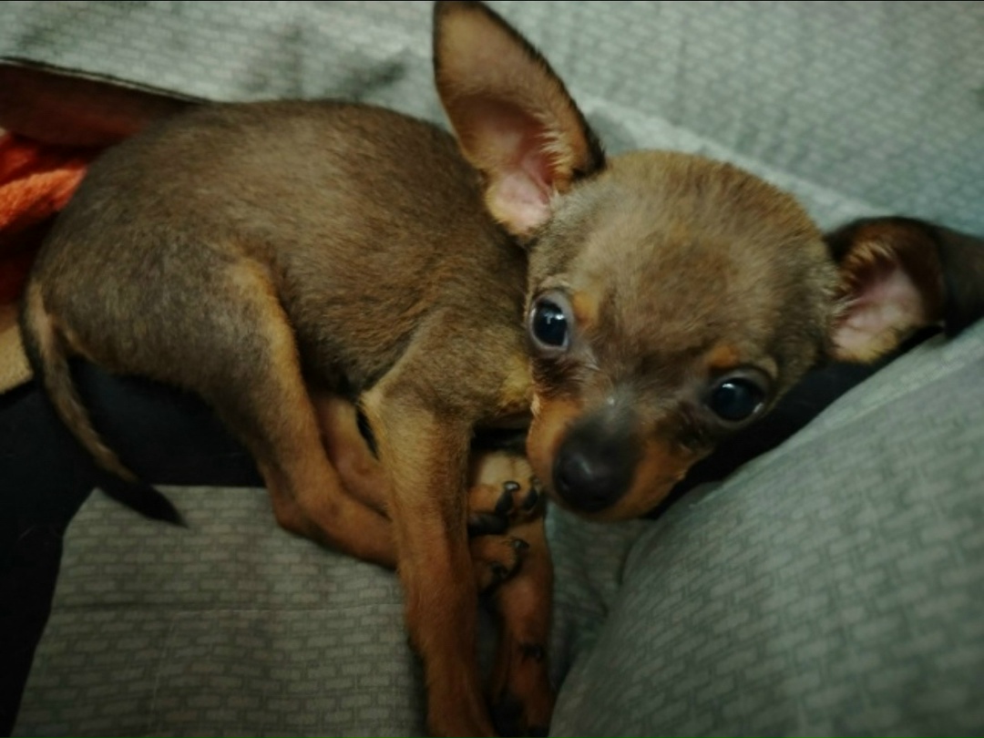 Пропала собака в Тюмени — фото объявления