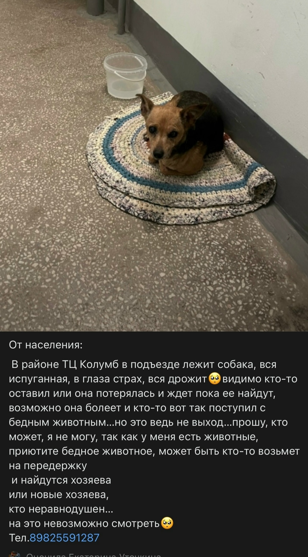 Найдена собака в Тюмени — фото объявления