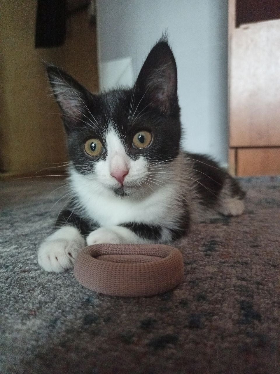 Найдена собака в Тюмени — фото объявления