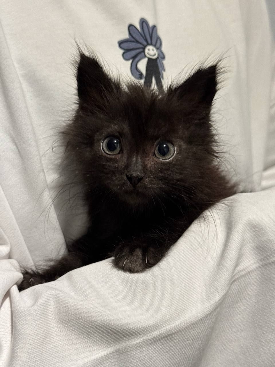 Найдена собака в Тюмени — фото объявления