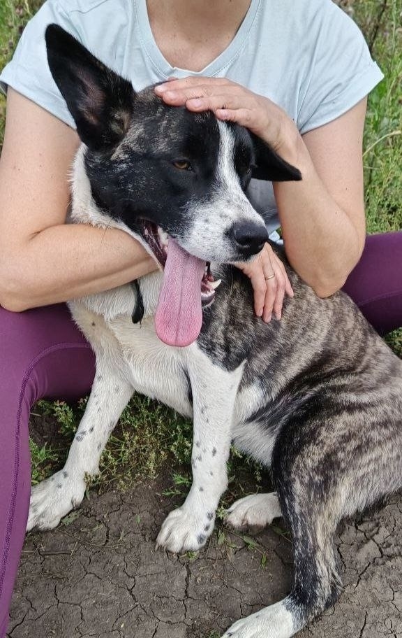 Найдена собака в Тюмени — фото объявления