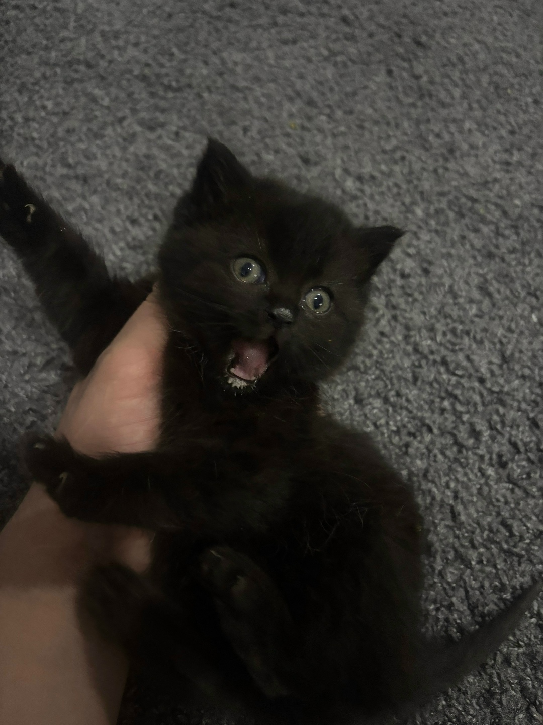 Найдена собака в Тюмени — фото объявления