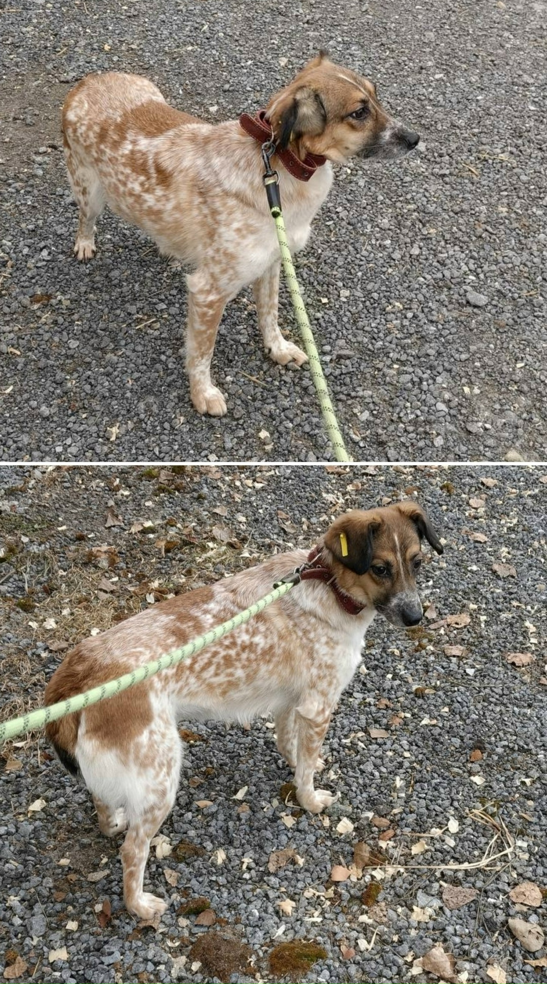 Найдена собака в Тюмени — фото объявления