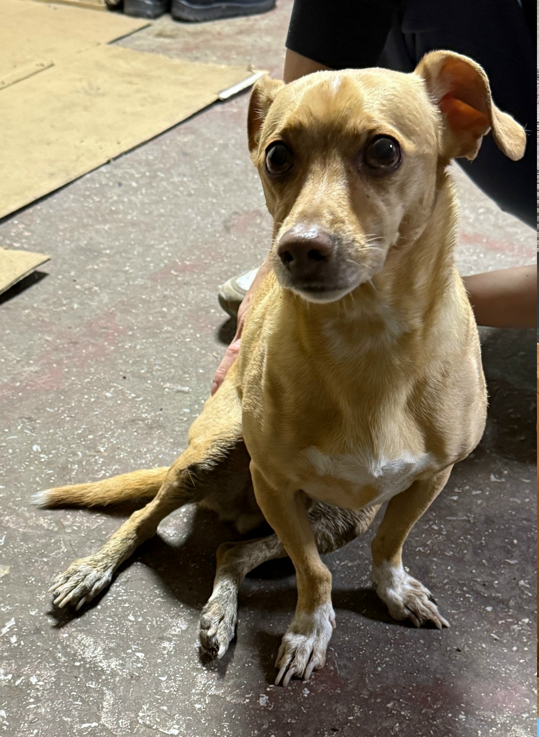 Найдена собака в Тюмени — фото объявления