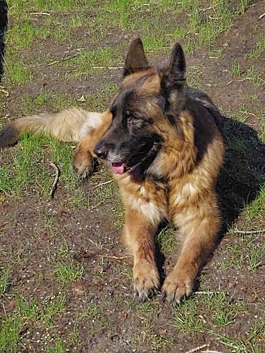 Найдена собака в Тюмени — фото объявления