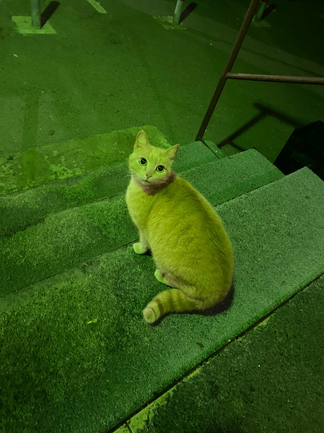 Найдена собака в Тюмени — фото объявления