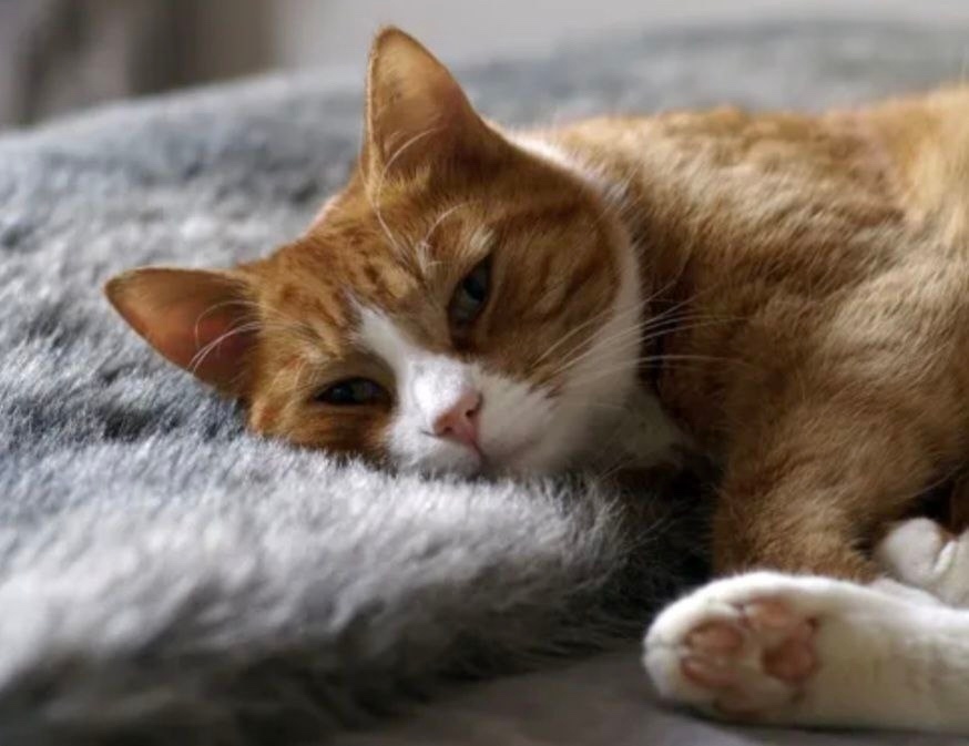 Найдена собака в Тюмени — фото объявления