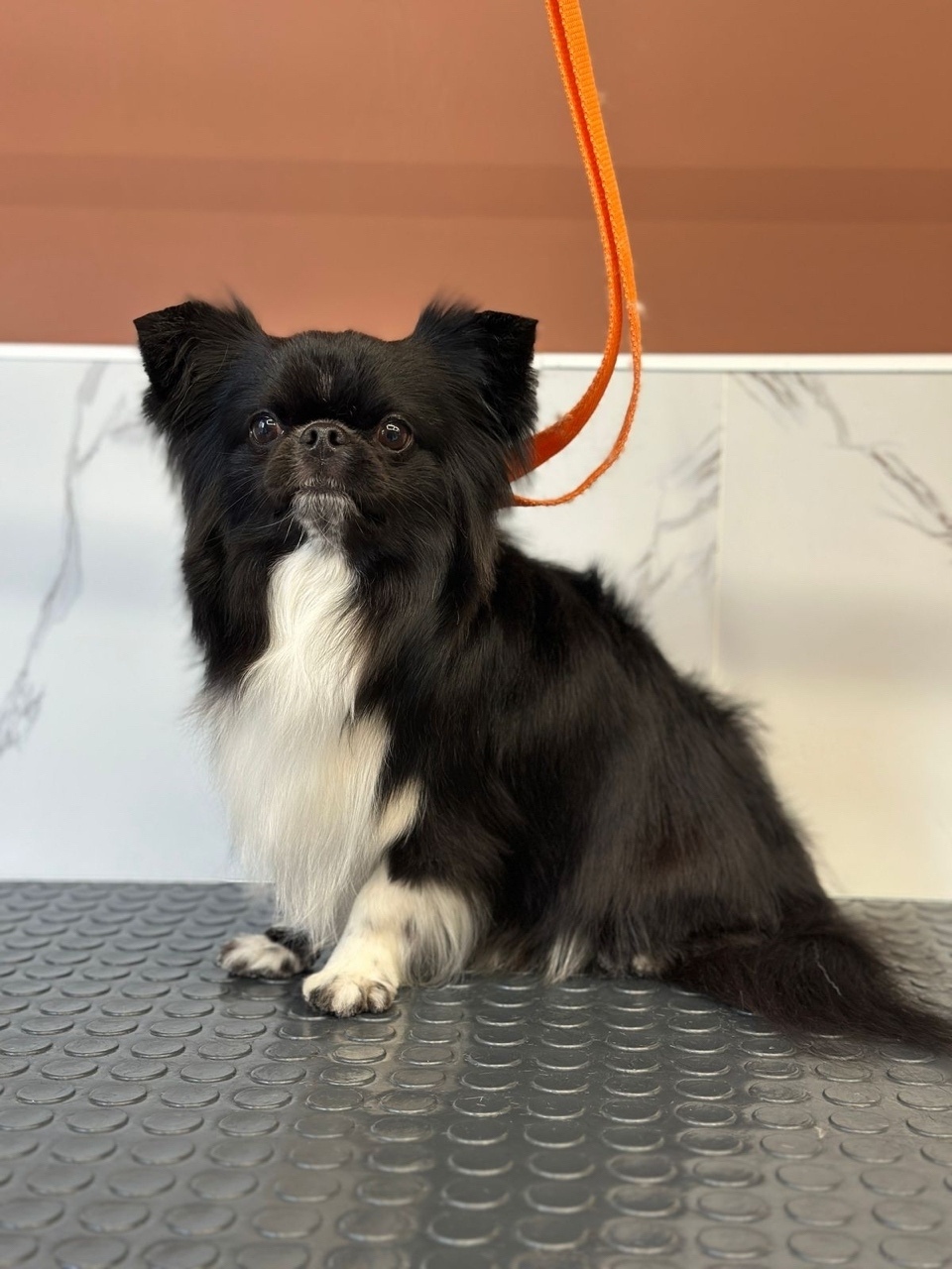 Найдена собака в Тюмени — фото объявления