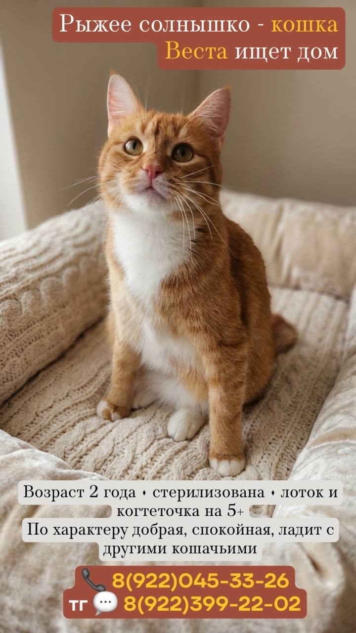 Найдена собака в Тюмени — фото объявления