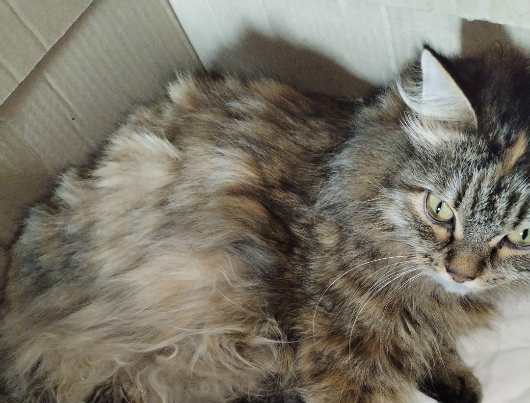 Найдена собака в Тюмени — фото объявления