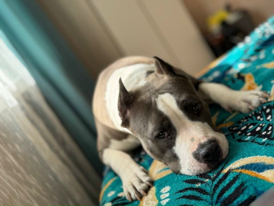 Пропала собака в Тюмени — фото объявления