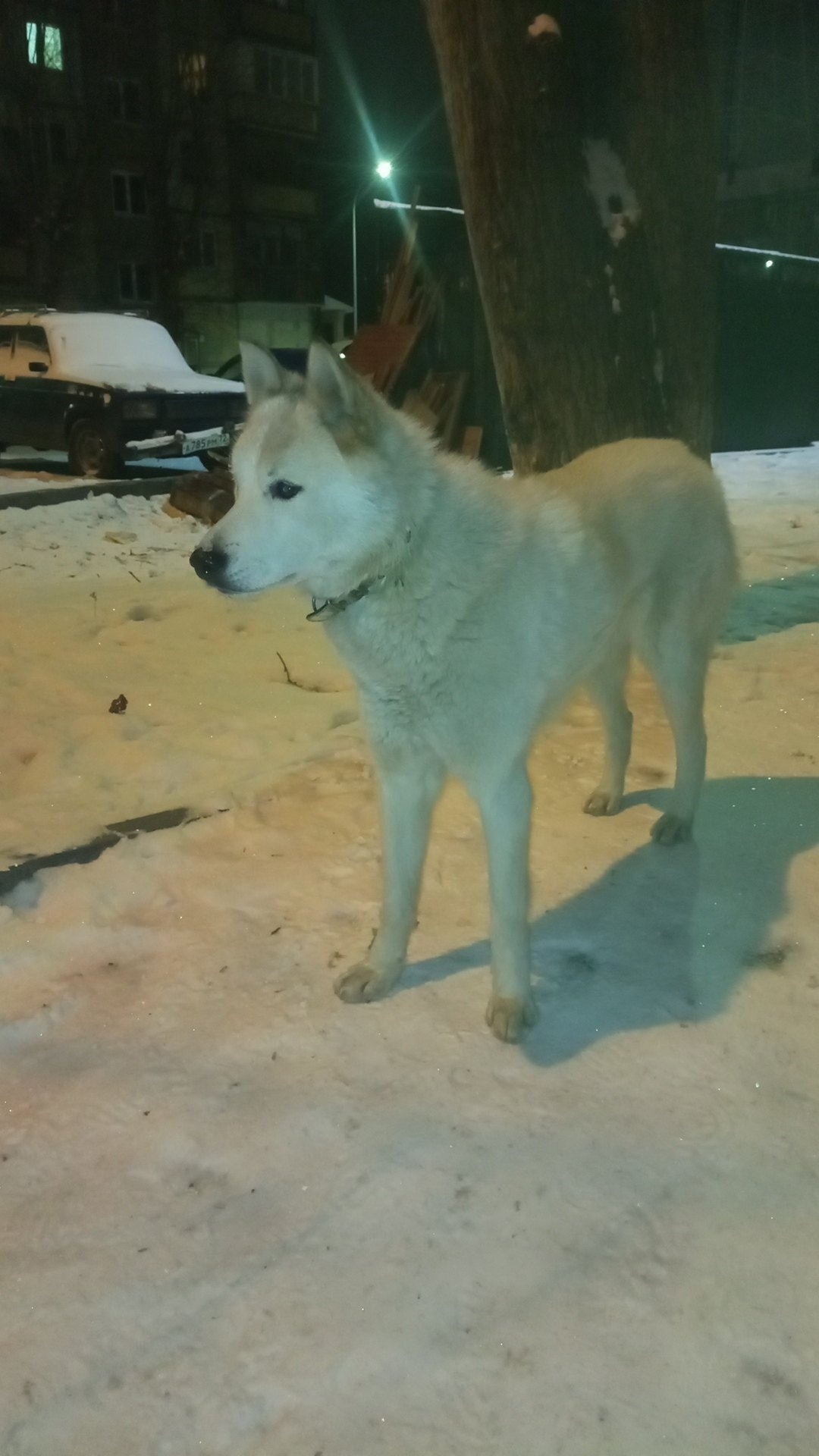 Пропала собака в Тюмени — фото объявления