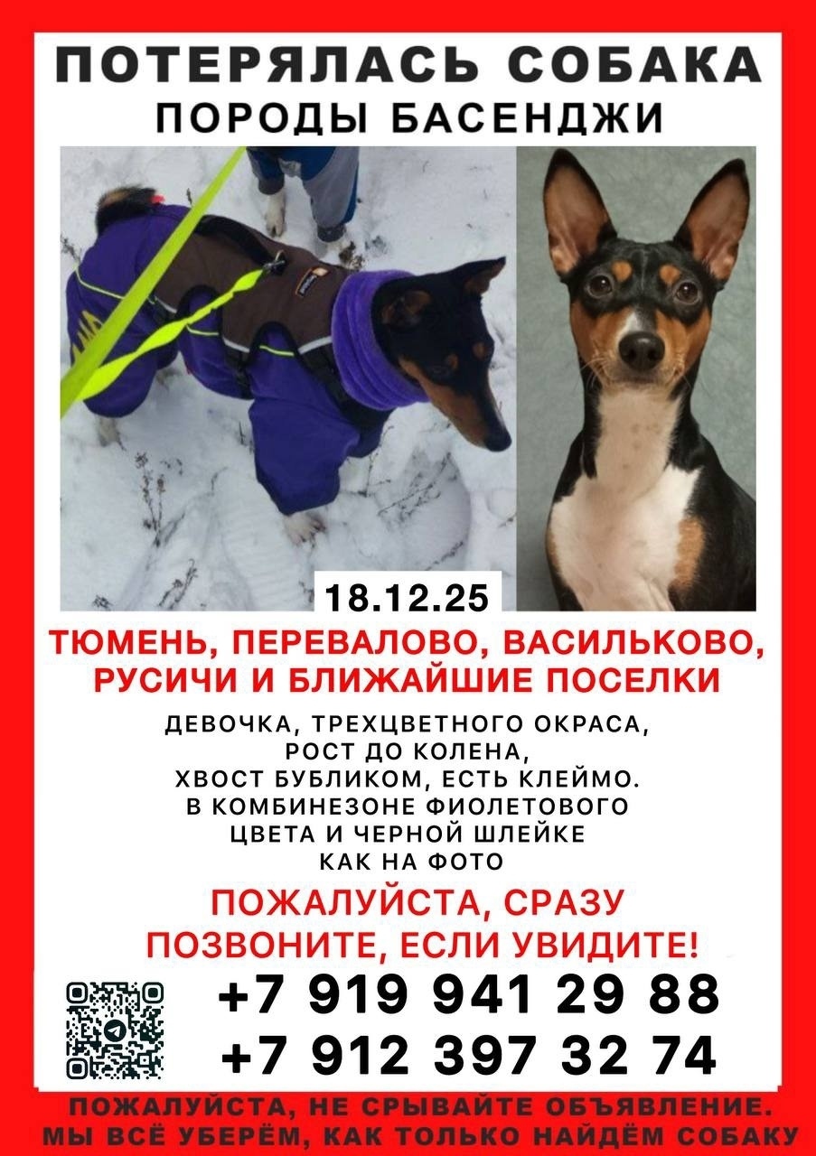 Пропала собака в Тюмени — фото объявления