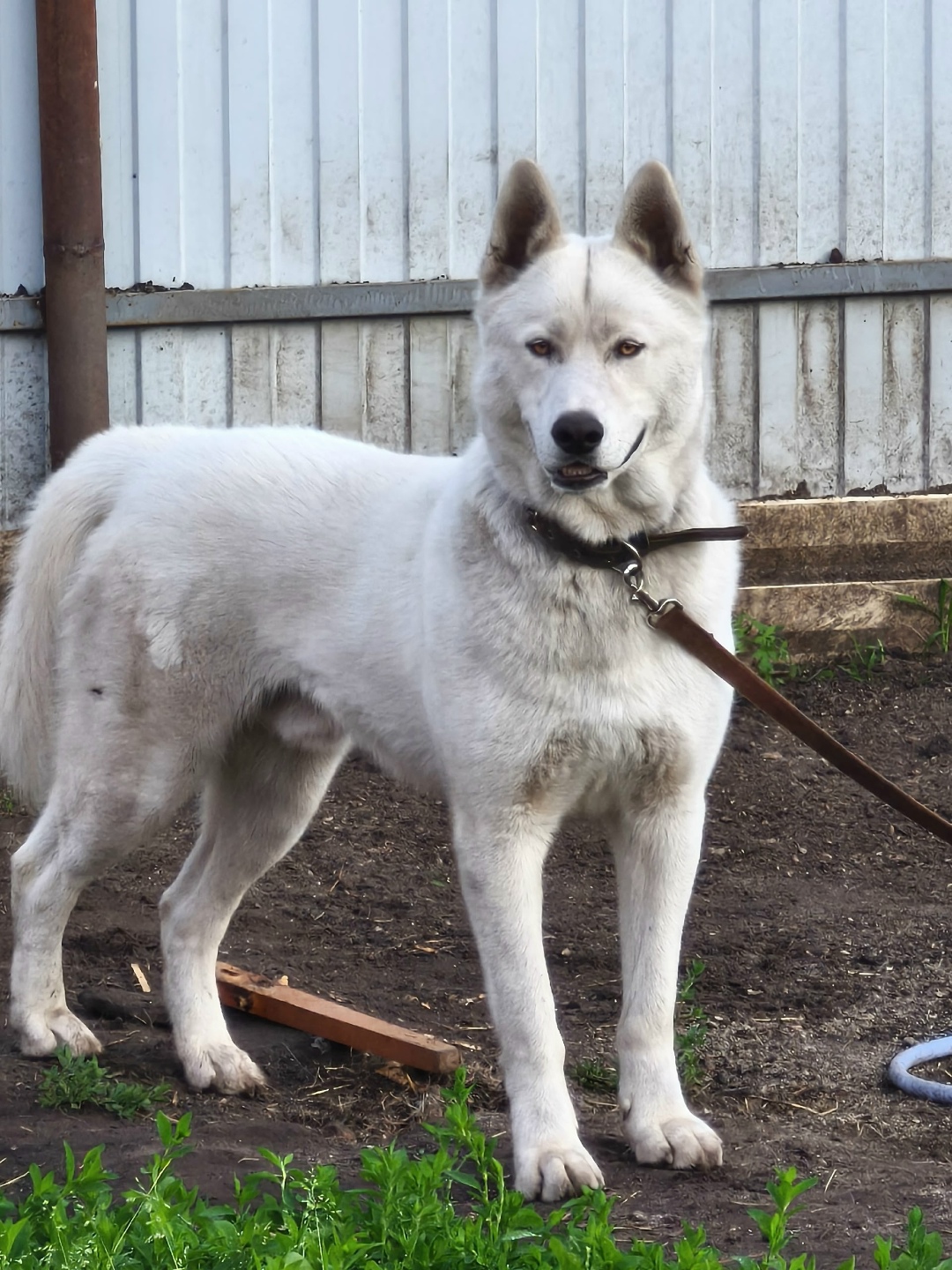 Пропала собака в Тюмени — фото объявления