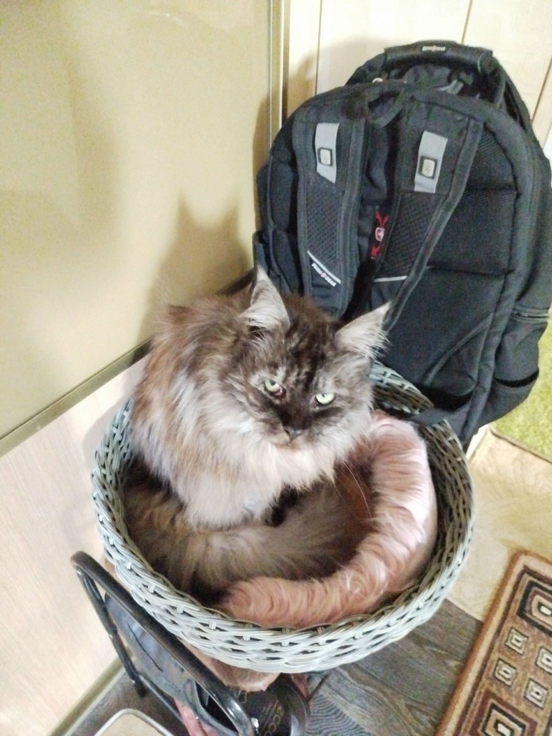 Пропала кошка в Тюмени — фото объявления