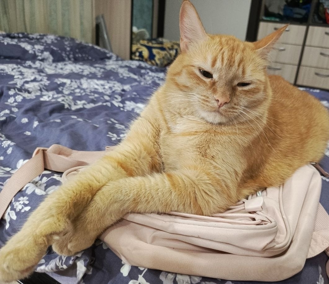 Пропала кошка в Тюмени — фото объявления