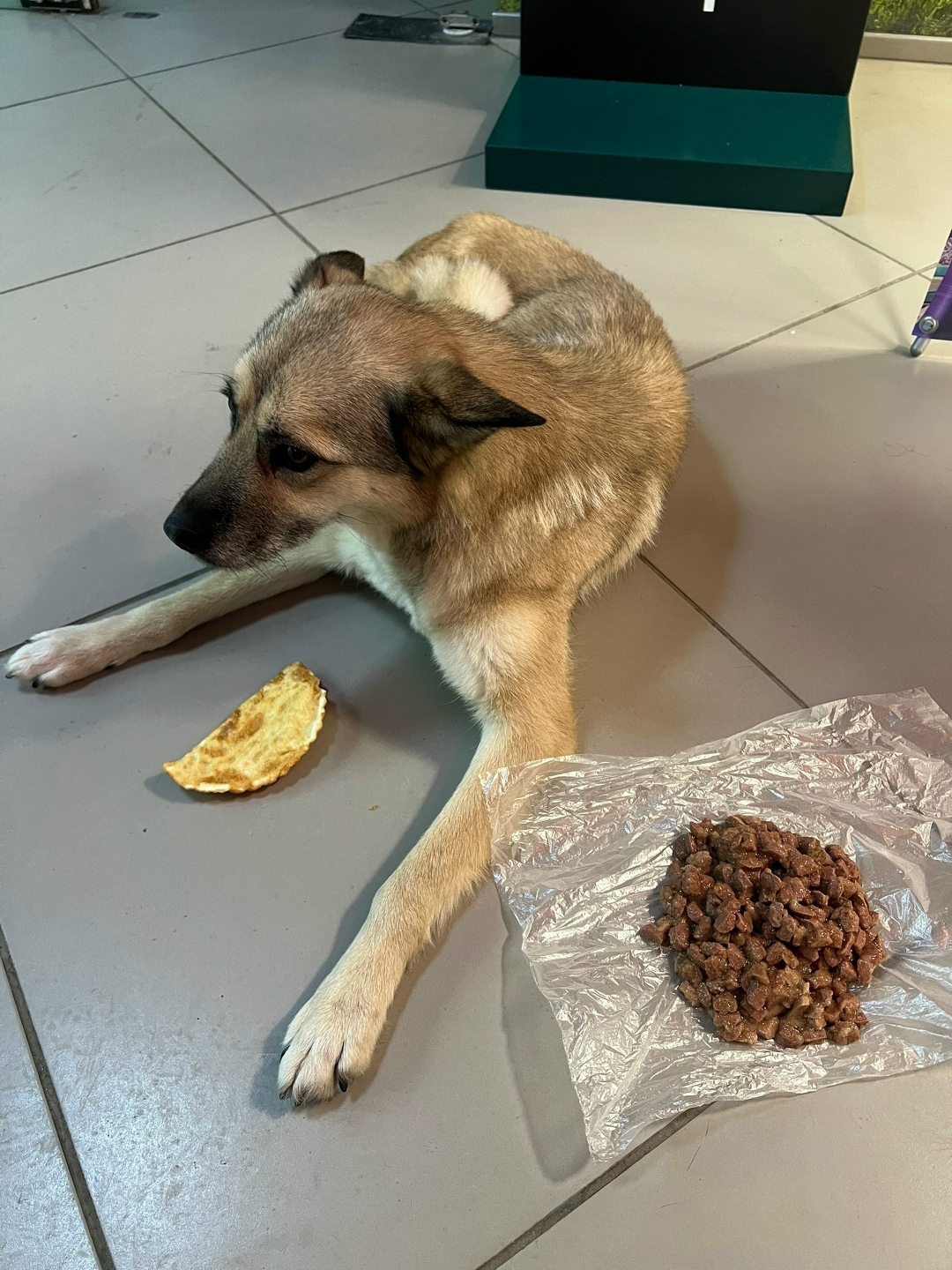 Найдена собака в Тюмени — фото объявления