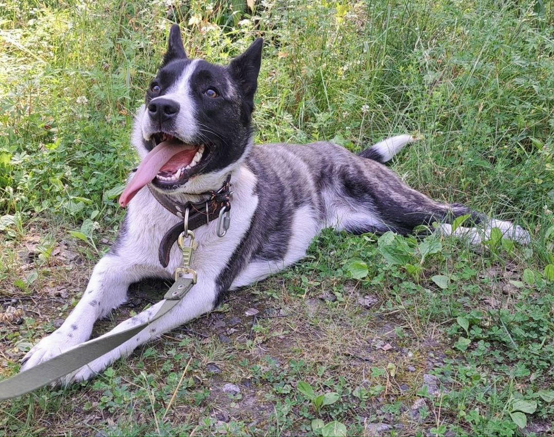 Найдена собака в Тюмени — фото объявления