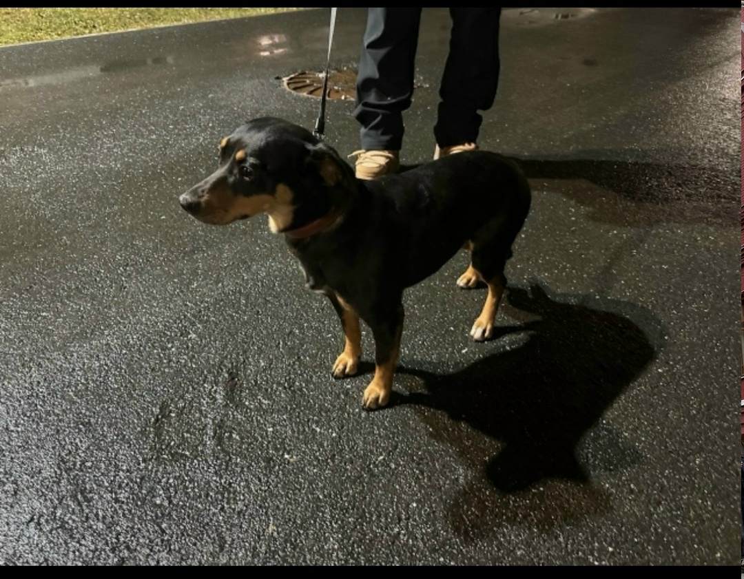 Пропала собака в Тюмени — фото объявления