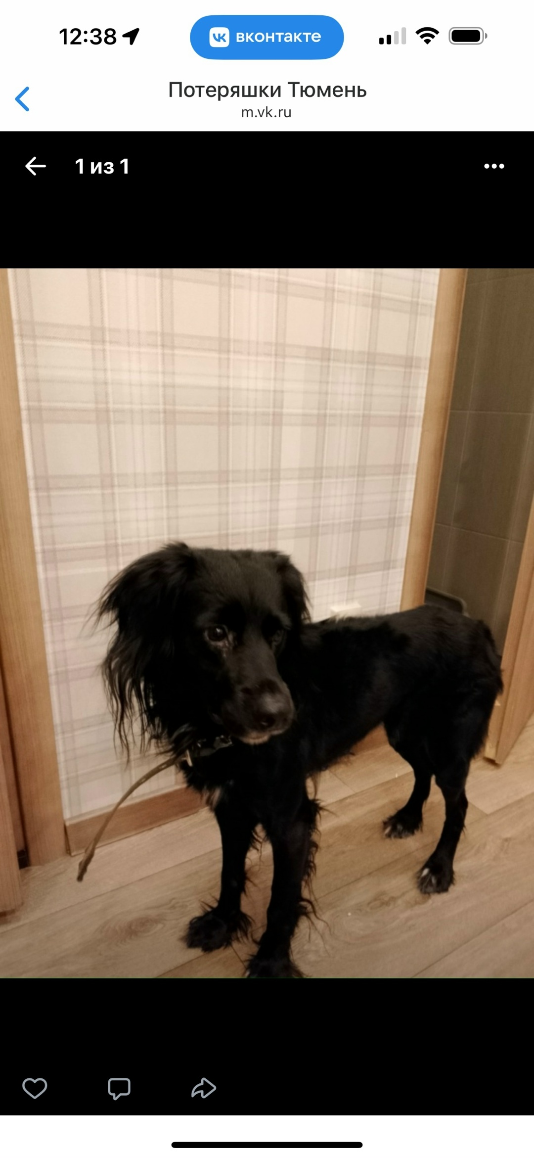 Найдена собака в Тюмени — фото объявления