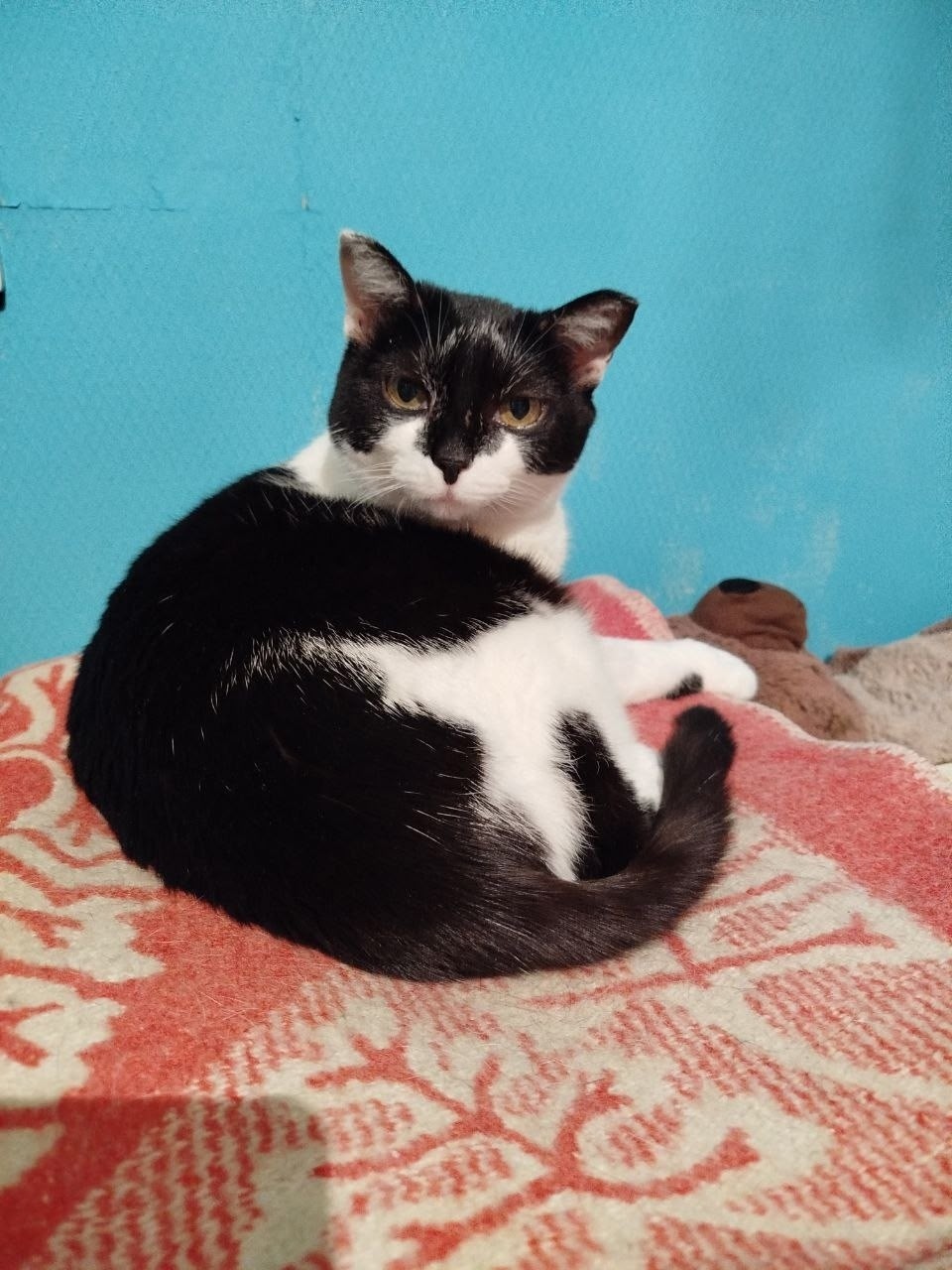 Найдена кошка в Тюмени — фото объявления