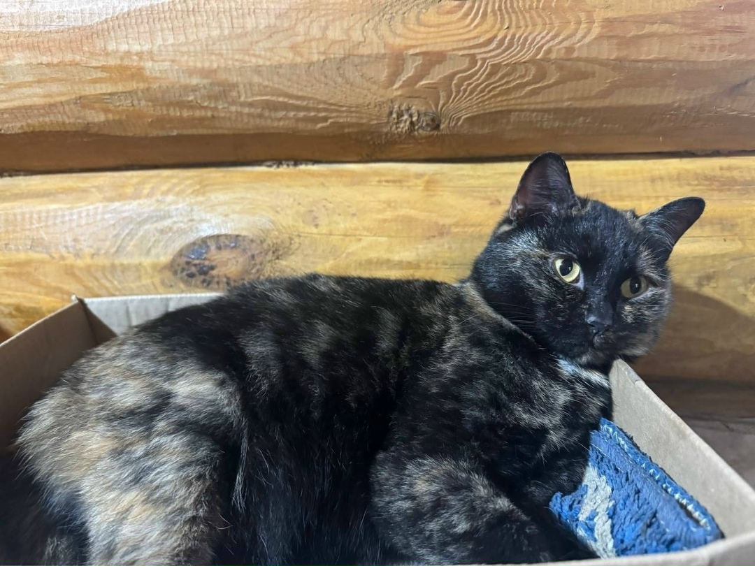 Найдена кошка в Тюмени — фото объявления