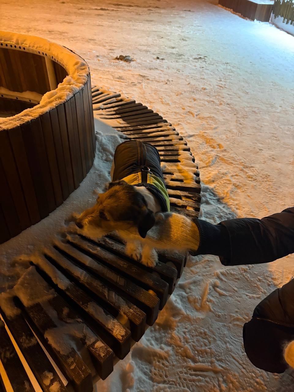 Пропала собака в Тюмени — фото объявления