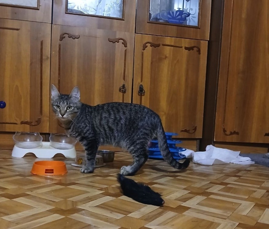 Найдена собака в Тюмени — фото объявления