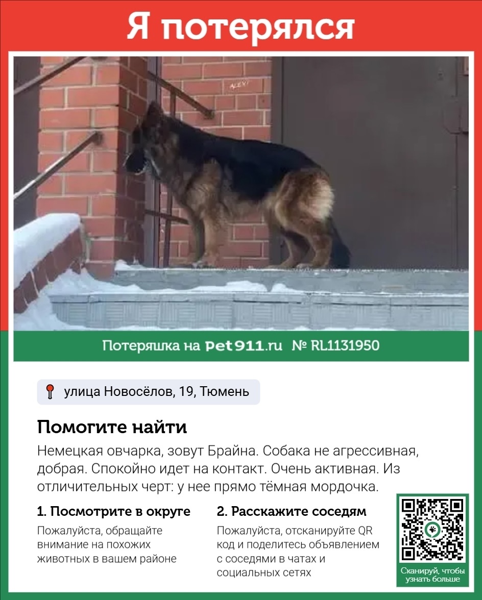 Пропала собака в Тюмени — фото объявления