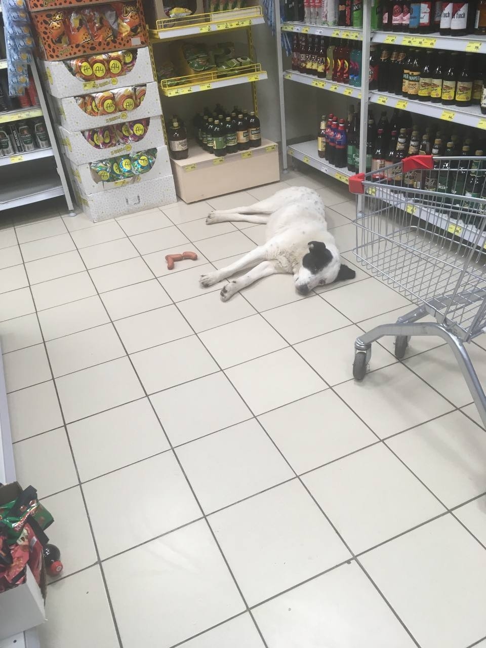 Пропала собака в Тюмени — фото объявления