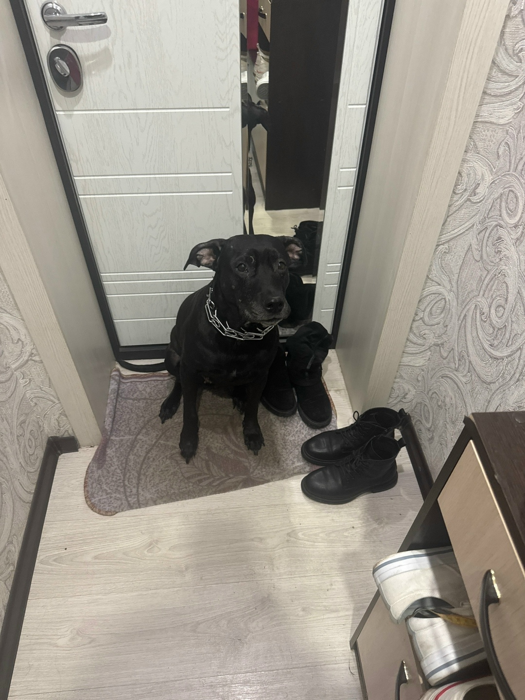 Пропала собака в Тюмени — фото объявления